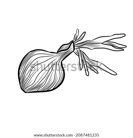 Icon vegetable onion graphics. Vegetarian, organic food. Vector illustration on isolated white background.

