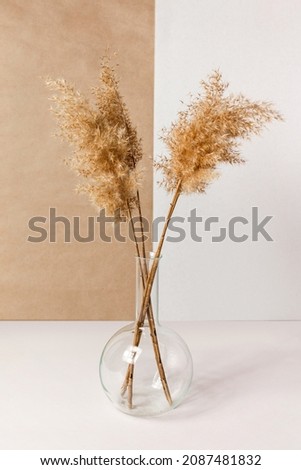 Dry grass in transparent vase on a light table. White and beige colors background with a common reed. Minimal, styled concept. Copy space. Royalty-Free Stock Photo #2087481832