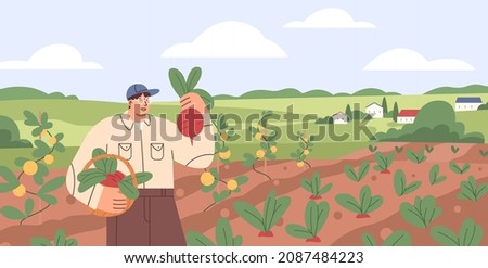 Farmer collecting harvest on agriculture field. Farm worker in vegetable garden with ripe beets in basket. Man in summer organic plantation. Flat vector illustration of person and rural landscape Royalty-Free Stock Photo #2087484223