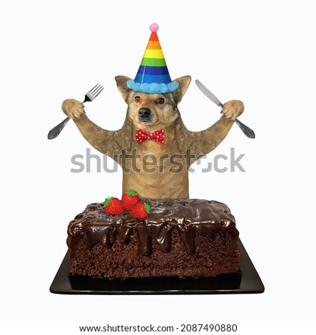 A beige dog with a knife and a fork eats a chocolate brownie cake. White background. Isolated.