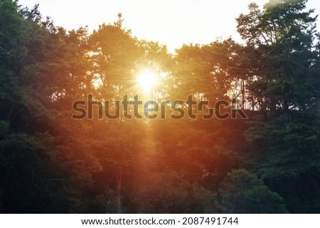 Sunlight filters through the trees on a quiet summer evening. Native bush, New Zealand