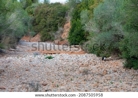 Dry river bed - dry creek bed with cat