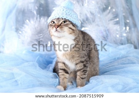 Cute little gray kitten in a blue hat on a gentle blue Christmas tree background. Happy New Year. Cat close up. Beautiful Cat with green eyes posing on a background of Christmas lights. Winter.Holiday