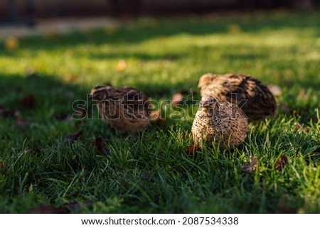 Three little quails, enjoying the fresh air in the park.