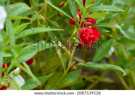 focus picture red rose balsam flower.