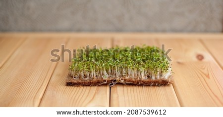 Close-up of micro-greens of mustard, arugula and other plants at home. Growing mustard and arugula sprouts in close-up at home. The concept of vegan and healthy food. Sprouted seeds, micro-greens Royalty-Free Stock Photo #2087539612
