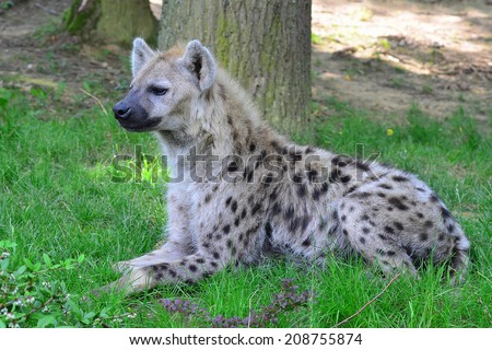 young spotted hyena