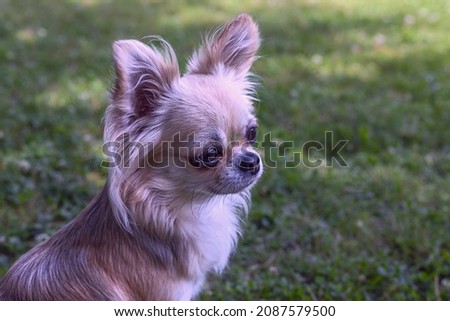 Side view of a chihuahua dog on the background of a green lawn on a sunny summer day
