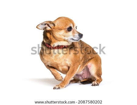 Old chihuahua standing on a white background