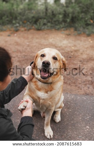 service dog fawn labrador retriever good friend sits on road and gives paw to his coach
