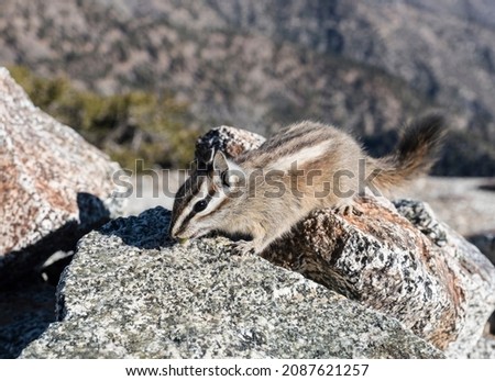 Lodgepole Chipmunk in the San Gabriel Mountains near Los Angeles, California.