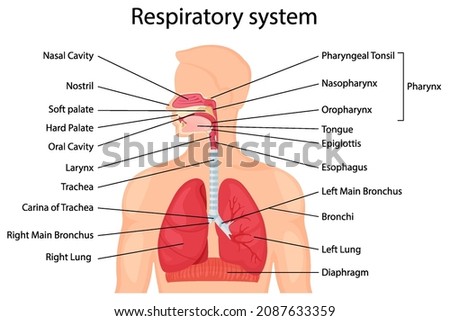 Human respiratory system with description of the corresponding parts. Anatomical vector illustration in flat style isolated over white background. Royalty-Free Stock Photo #2087633359