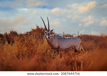   Arabian oryx or white oryx, Oryx leucoryx, antelope with a distinct shoulder bump, Evening light in nature. Travel Jordan, Arabia nature. Animal in the nature habitat, Shaumari reserve, Jordan.