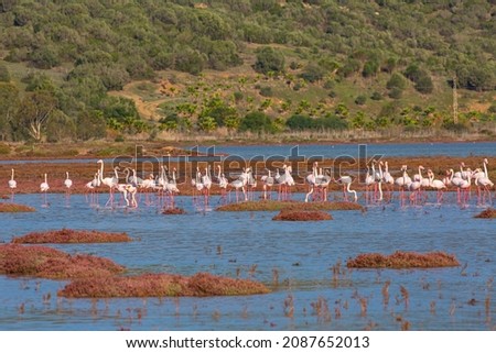 A flock of flamingos in their natural habitat. Bodrum Saltpan, Bargilya.