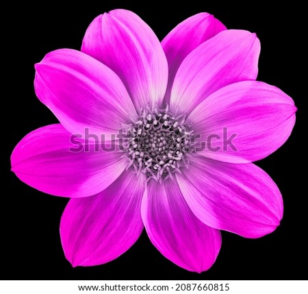 Purple dahlia  flower isolated 
 on  the black  background. Closeup.  Nature.                      