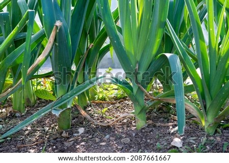 Multiple stalks of healthy green onion growing in organic topsoil in an above ground wooden vegetable box on a farm.  The tall sweet white onion has vibrant green stems with yellow based stalks. 