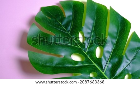 Artificial green leaves form a frame on a colored background. Close up. Flat lay, high angel view. negative space. copy space. 
