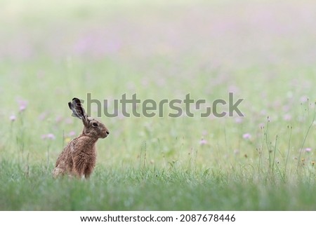 European Hare Lepus europeae in a meadow