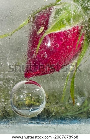 frozen rose bud with air bubble