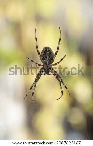 A Spider with a striped pattern waiting in its cobweb for its prey