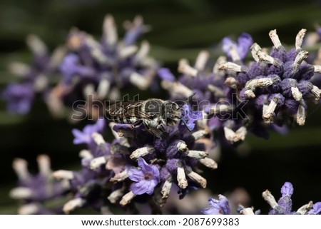 Black Bee on lavender in English garden