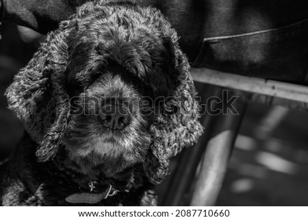 Cocker terrier with long curly hair. Black and white photo.