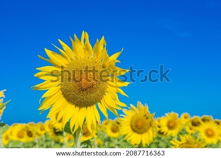 ฺBeautiful sunflower pictures. Under the bright sky at the end of the year the most beautiful in the world shot in natural light.