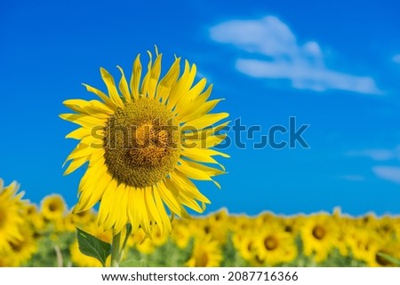 ฺBeautiful sunflower pictures. Under the bright sky at the end of the year the most beautiful in the world shot in natural light.
