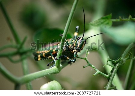 Insect known as soldier grasshopper is resting on a tomato branch looking into the camera lens.