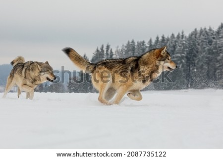 gray wolf (Canis lupus) male running through the snow