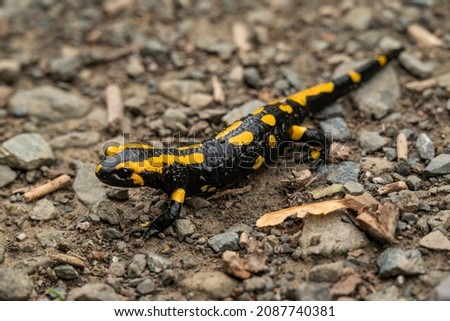 Close up of a black and yellow spotted fire salamander (Salamandra salamandra) on a forest path, Harz, Germany Royalty-Free Stock Photo #2087740381