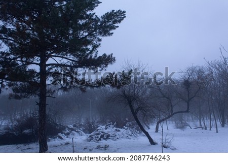 Foggy winter landscape with black trees silhouette and white snow into wintery morning city park 
