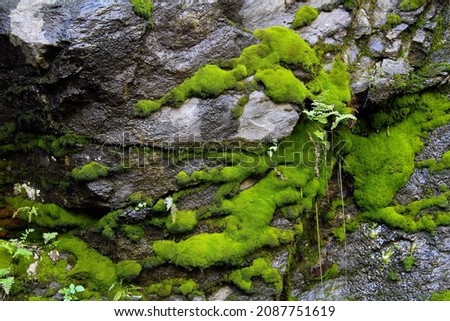 Green moss on the grey rocks in a rainy day in the mountains
