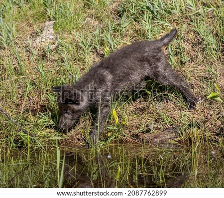 Wolf cubs playing in and around water.
The wolf, also known as the gray wolf, is a large canine native to Eurasia and North America. More than thirty subspecies of wolf have been recognized. 