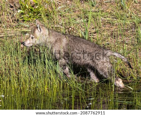 Wolf cubs playing in and around water.
The wolf, also known as the gray wolf, is a large canine native to Eurasia and North America. More than thirty subspecies of wolf have been recognized. 