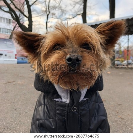Macro photo Yorkshire terrier dog. Stock photo terrier dog puppy in cloth