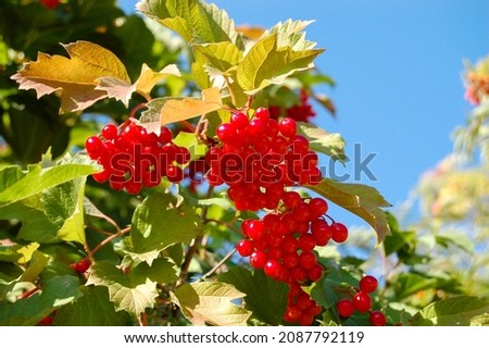red berries on the tree in the village