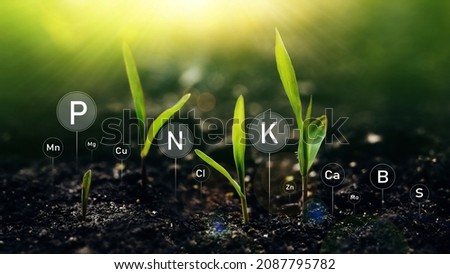 Young plants corn on sunny background with digital mineral nutrients icon. Fertilization and the role of nutrients in plant life. Royalty-Free Stock Photo #2087795782