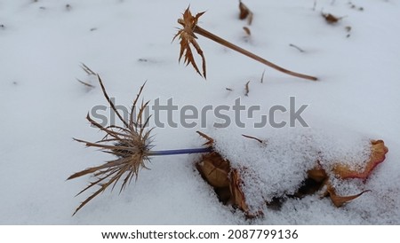 Dry flowers under fresh snow