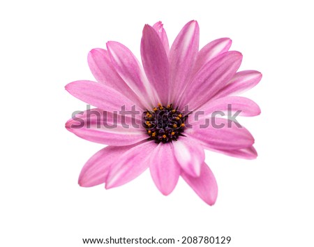 Osteospermum Daisy or Cape Daisy Flower Flower Isolated over White Background. Macro Closeup