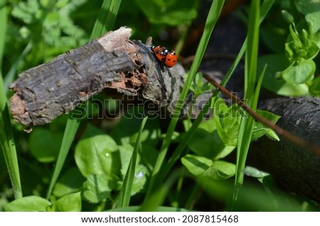 A Close up Image of Two Ladybirds.