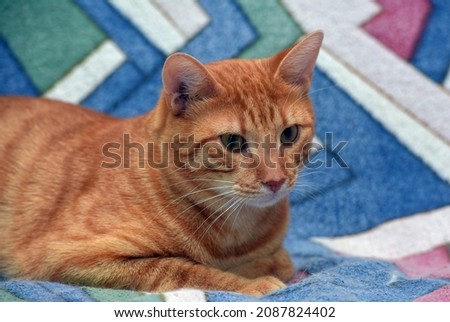 beautiful red striped shorthair cat on the couch