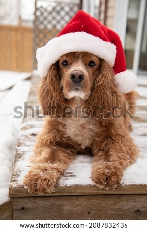 Photo of a cocker spaniel wearing a Santa hat outside. It is snowing and there is snow on the ground. 