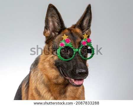 Funny dog concept image. German shepherd dog wearing costumes for dogs. Image taken in a studio.
