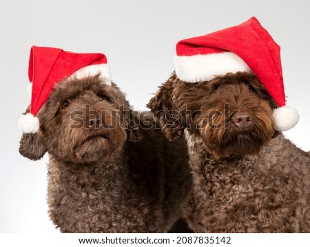 Funny Christmas dog concept image. Australian labradoodle dog wearing xmas outfits. Funny dog image taken in a studio with white background.