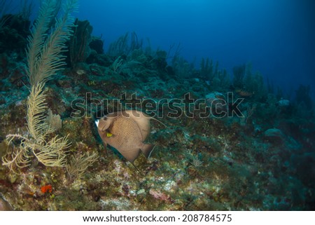 A grey angel fish swimming up the reef