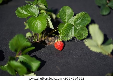 Close-up of the strawberry bed should be covered with a black cloth. Modern methods of growing strawberries. High quality photo
