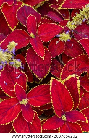 Blooming Coleus plant in summer day macro photography. Garden Coleus blumei plant with bright red foliage close-up photography. Red leaves pattern with yellow edges in summertime.