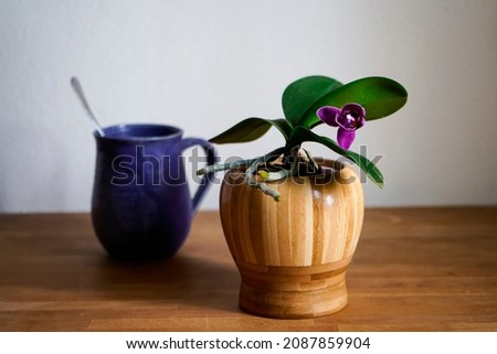 A small orchid plant in a wooden pot.