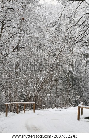 Trees coverde with snow in winter. 
